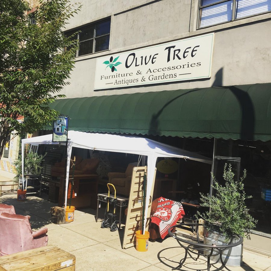 Olive Tree Olive Tree