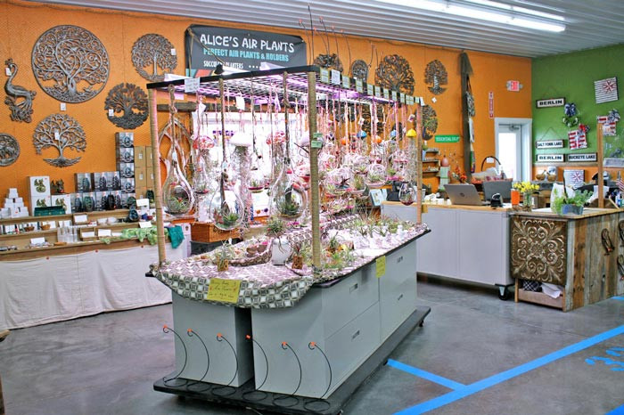 Alice's Air Plants & Savor the Flavor Alice's Air Plants & Savor the Flavor