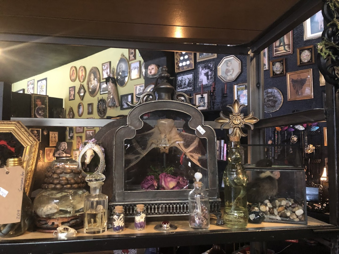 Tooth and Veil Oddities and Macabre Shop Tooth and Veil Oddities and Macabre Shop