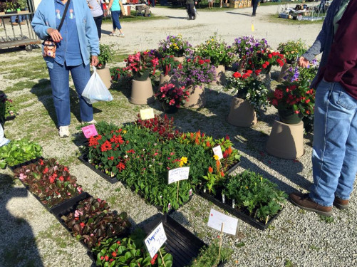 White's Farm Flea Market and Auctioneers - Brookville, Indiana 47012