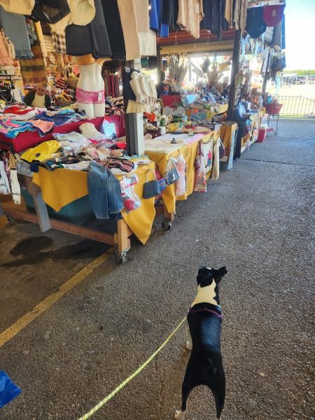 Pulga Los Portales - Alton, Texas 78573
