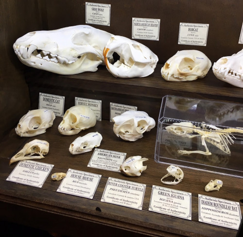 Darwin and Wallace: A Nature & Fossil Store - Altamonte Springs, Florida 32701
