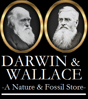 Darwin and Wallace: A Nature & Fossil Store - Altamonte Springs, Florida 32701