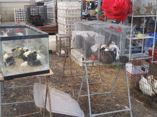 Mary's Swap Meet - Oklahoma City, Oklahoma 73141