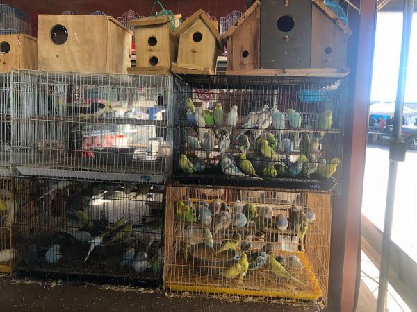 77 Flea Market - Brownsville, Texas 78526