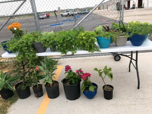Border Flea Market - Laredo, Texas 78043